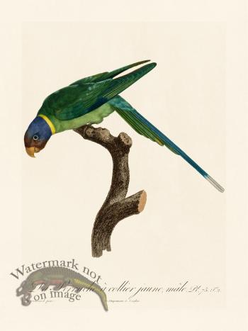 Barraband Parrot 075